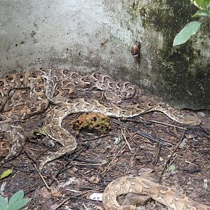 Pile of puff adders