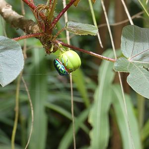 Rainbow shield bug