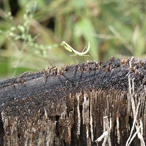 Praying mantis