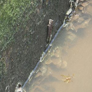 Mudskipper