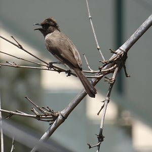 Common bulbul
