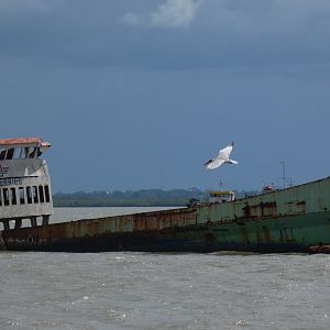 Caspian tern