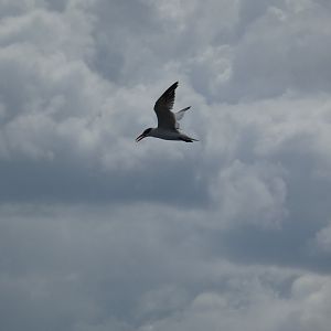 Caspian tern