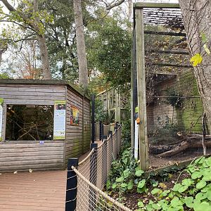 View towards Golden lion tamarins and N white-faced owls 111222
