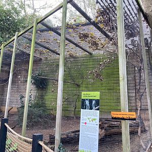 Northern white-faced Owl aviary 111222