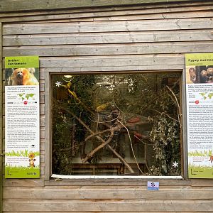 Golden lion tamarins and Pygmy marmoset enclosure 111222
