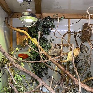 Golden lion tamarins and Pygmy marmoset enclosure 111222
