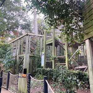 Yellow-breasted capuchin enclosure 111222