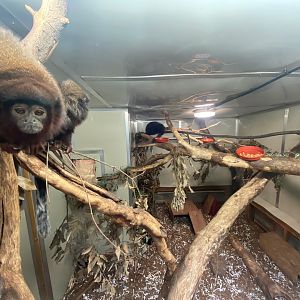 Red titi enclosure 111222