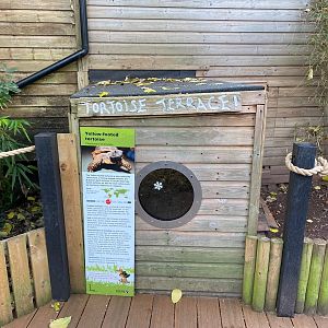 Yellow-footed tortoise viewing window 111222