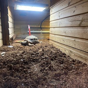 Yellow-footed tortoise enclosure 111222