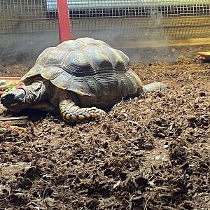 Yellow-footed tortoise 111222