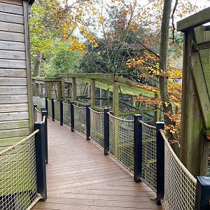 View back towards Red titi enclosure 111222