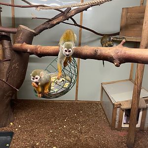 Common squirrel monkey enclosure 111222