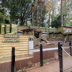 Meerkat enclosure 111222