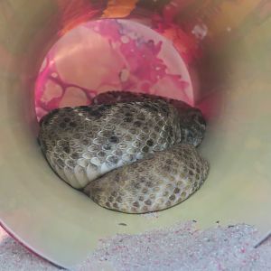 Southern Pacific Rattlesnake
