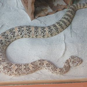 Southwestern Speckled Rattlesnake