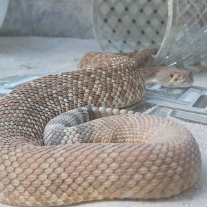 Red Diamond Rattlesnake