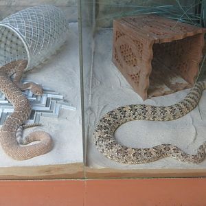 Rattlesnakes Side by Side