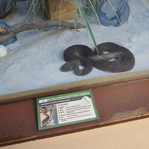 Melanistic Pacific Rattlesnake
