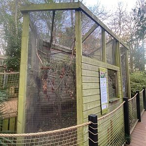 Black-cheeked lovebird aviary 111222