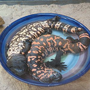 Gila Monsters Napbathing
