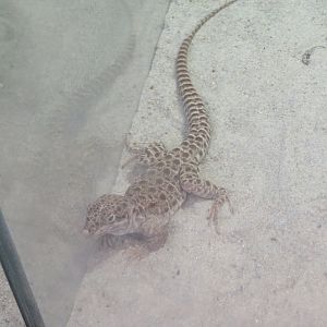 Long-nosed Leopard Lizard