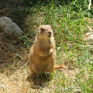 Black-tailed Prairie Dog