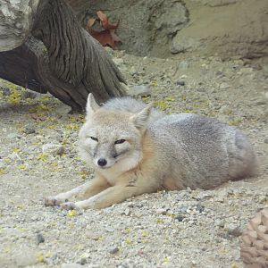 Swift Fox