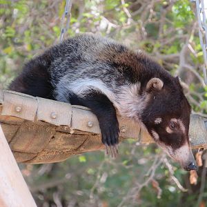 White-nosed Coati