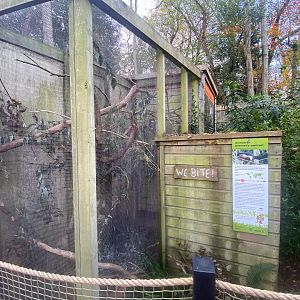 Sumatran prevost’s squirrel enclosure 111222