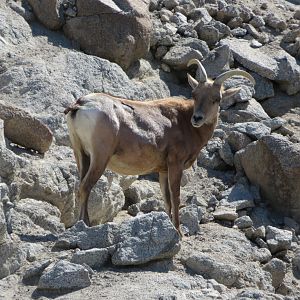 Desert Bighorn Sheep