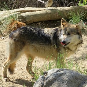 Mexican Gray Wolf