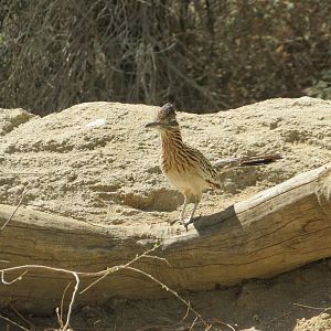 Greater Roadrunner