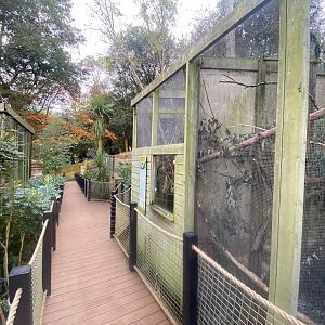 View back towards Meerkats and lovebirds 111222