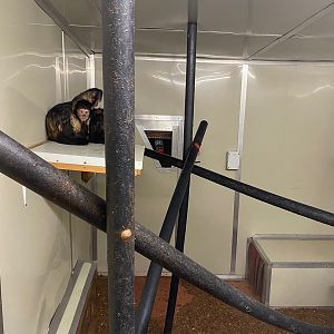 Yellow-breasted capuchin enclosure 111222