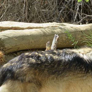 Wild Roadrunner Behind Wolf