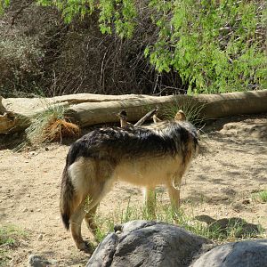 Wild Roadrunner Behind Wolf