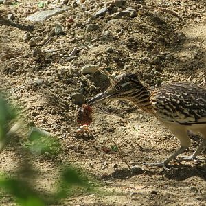 Wild Roadrunner Eating Scraps
