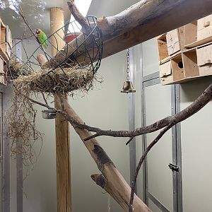 Black-cheeked lovebird aviary 111222