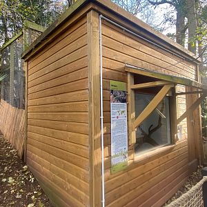 Yucatan margay enclosure 111222