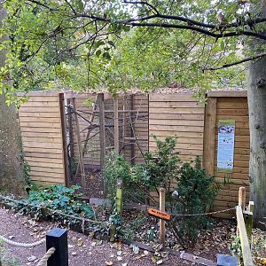 Pied tamarin enclosure 111222