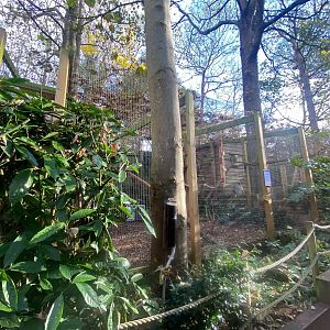 Yucatan margay enclosure 111222