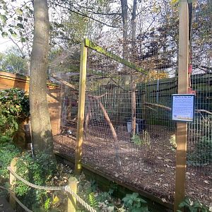 Yucatan margay enclosure 111222