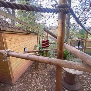 Ring-tailed lemur enclosure 111222