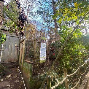 Golden-headed lion tamarin enclosure 111222