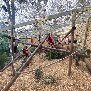 Red ruffed lemur enclosure 111222