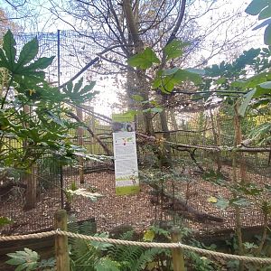 Red-bellied lemur enclosure 111222