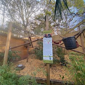 Red ruffed lemur enclosure 111222