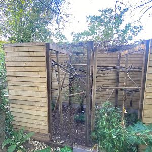 Pied tamarin enclosure 111222